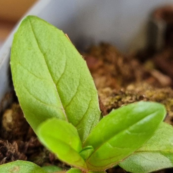 VACCINIUM 'Pink Lemonade' 2L