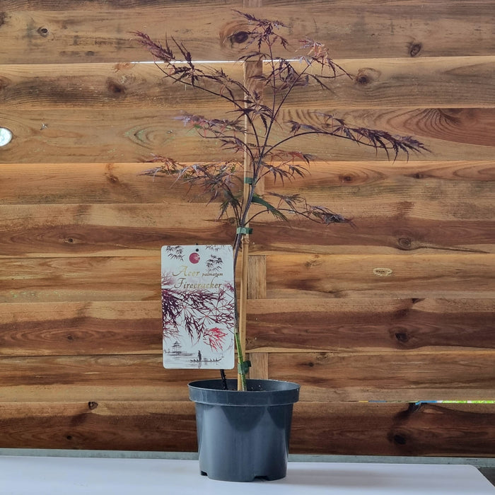 ACER  Palmatum Firecracker 3l