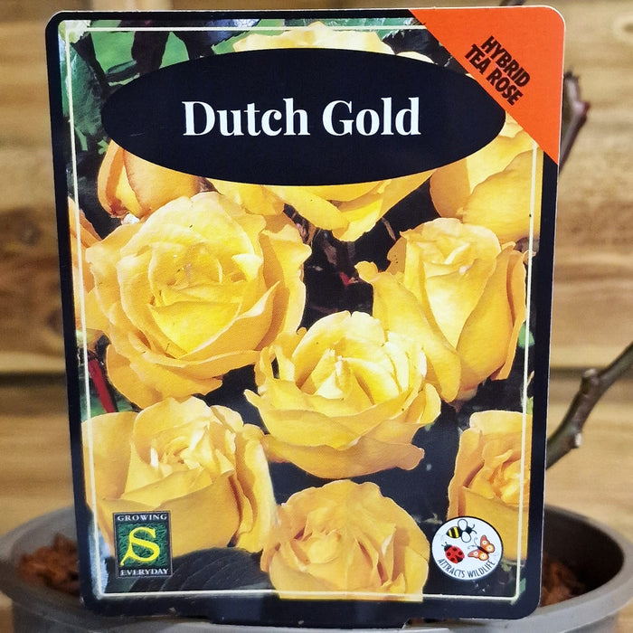 ROSE Dutch Gold - Hybrid Tea 3ltr