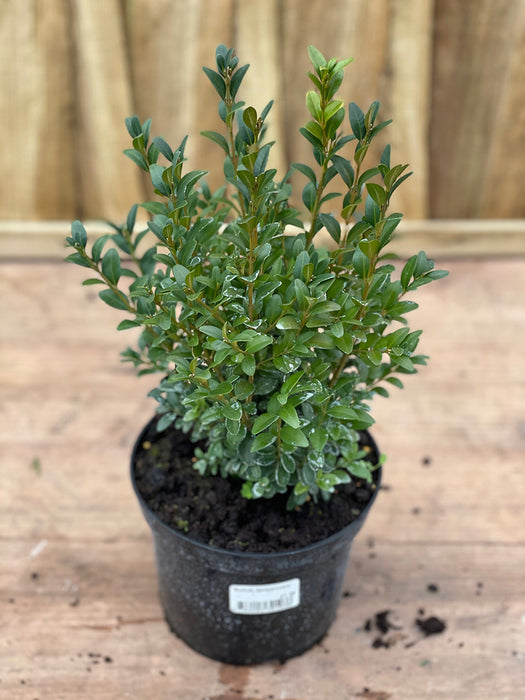 BUXUS Sempervirens Bush 17cm