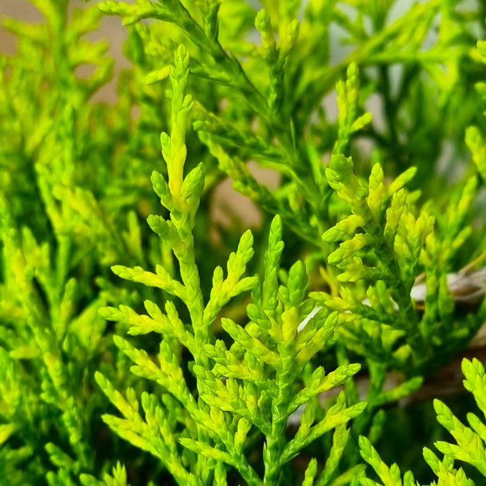 JUNIPERUS media 'Old Gold' 2ltr