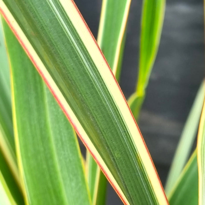 PHORMIUM  'Rubra Nana' 14cm