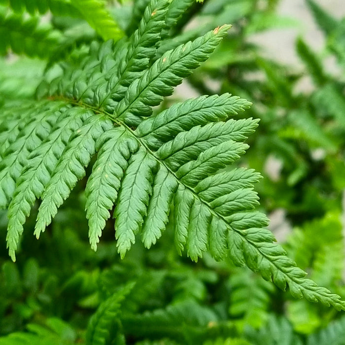 DRYOPTERIS affinis 3ltr