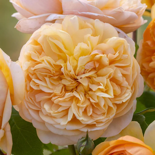 DAVID AUSTIN ROSES - Bring Me Sunshine 6ltr