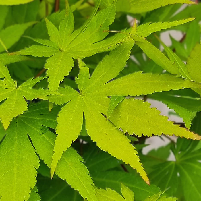 ACER 'Cascade Gold'