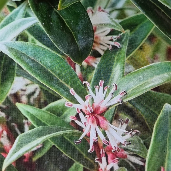 SARCOCOCCA 'Winter Gem' 2L