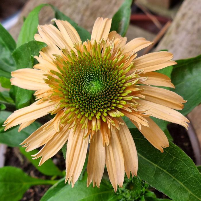 ECHINACEA Double Orange Red 2ltr