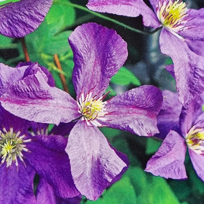 CLEMATIS viticella Polish Spirit 3L