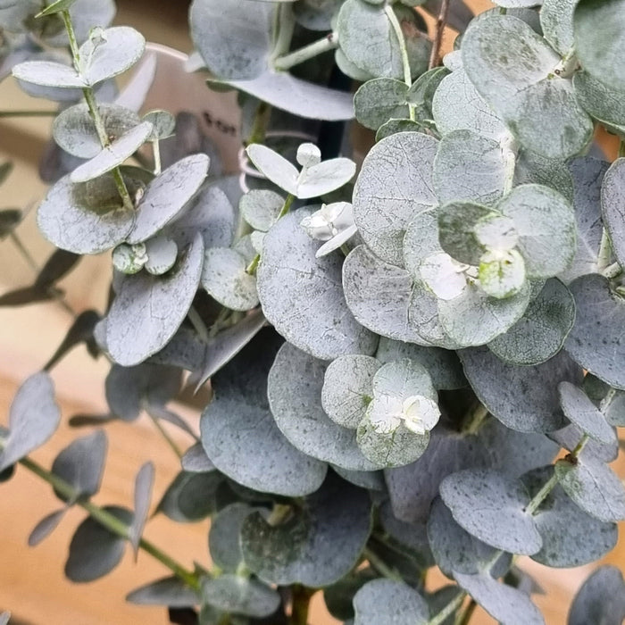 EUCALYPTUS Blue Ice