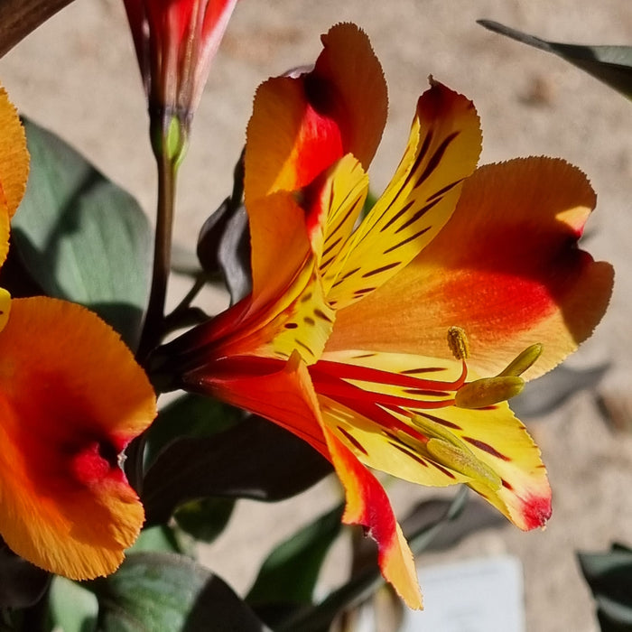 ALSTROMERIA  Indian Summer 17cm