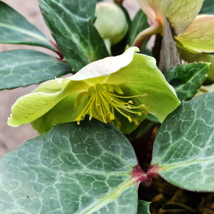 VE HELLEBORUS 'Sternii'