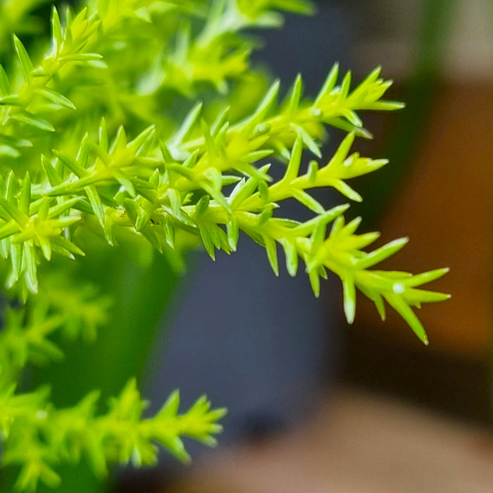 CUPRESSUS  'Mac Goldcrest Wilma' 13cm