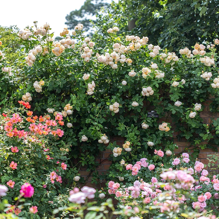 DAVID AUSTIN ROSES -  Wollerton Old Hall CLG