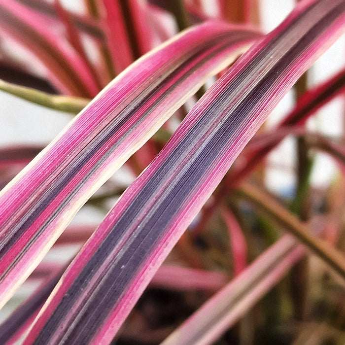 PENNISETUM Fireworks 2ltr