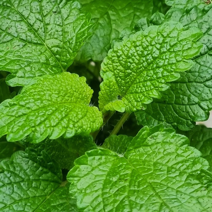 LEMON Balm 1ltr