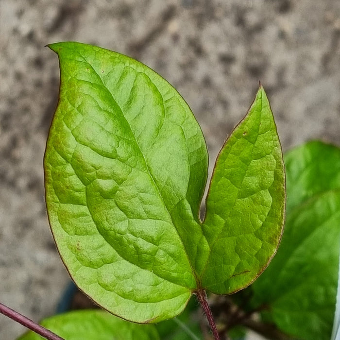 CLEMATIS Star of India 3L