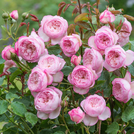 DAVID AUSTIN ROSES - The Mill On The Floss