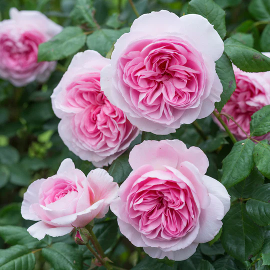 DAVID AUSTIN ROSES -  The Ancient Mariner