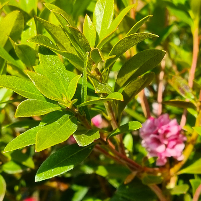 RHODODENDRON 'Bloombux Magenta' 2L