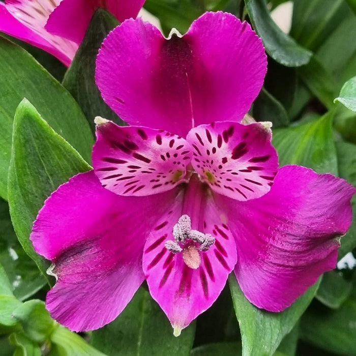 ALSTROMERIA Inca Purple 19cm