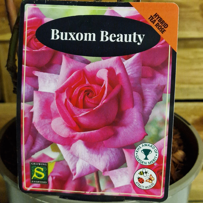 ROSE Buxom Beauty - Hybrid Tea 3ltr