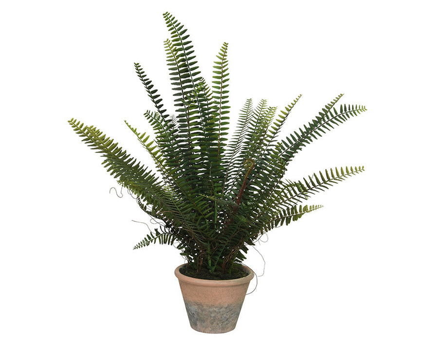 Kaemingk Fern In Pot