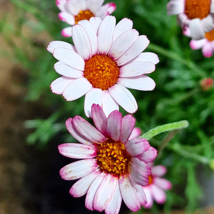 RHODANTHEMUM 'Marrakech' 3ltr