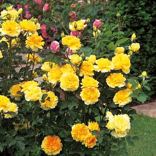 DAVID AUSTIN ROSES - Molineux