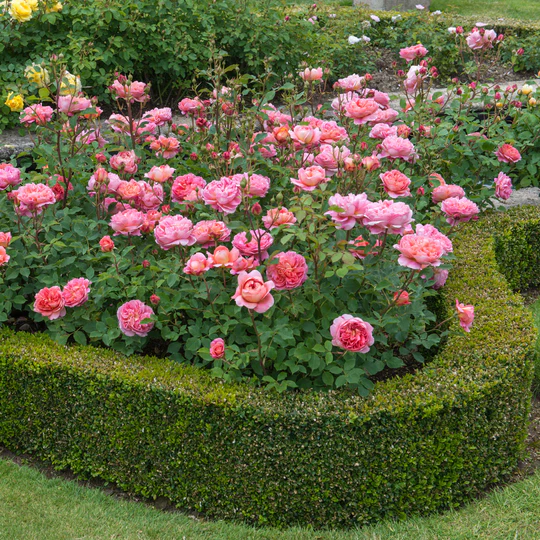 DAVID AUSTIN ROSES -  Boscobel