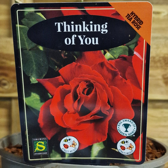 ROSE Thinking of You - Celebration 3ltr