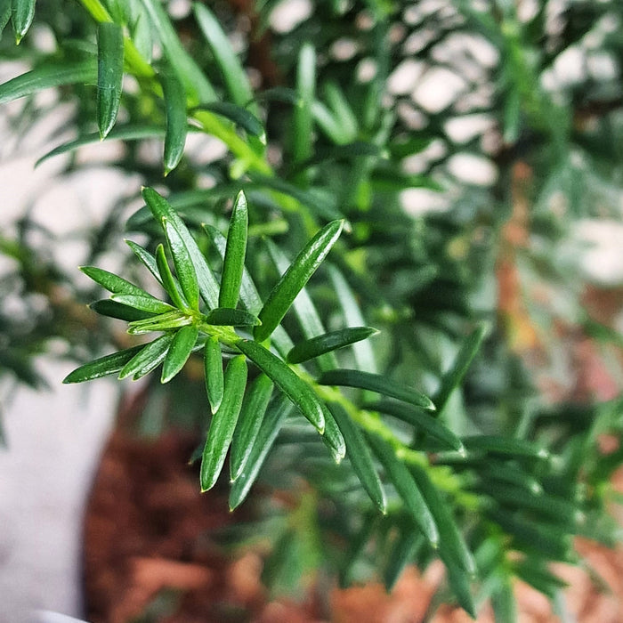 VANE TAXUS  'Baccata' 17cm