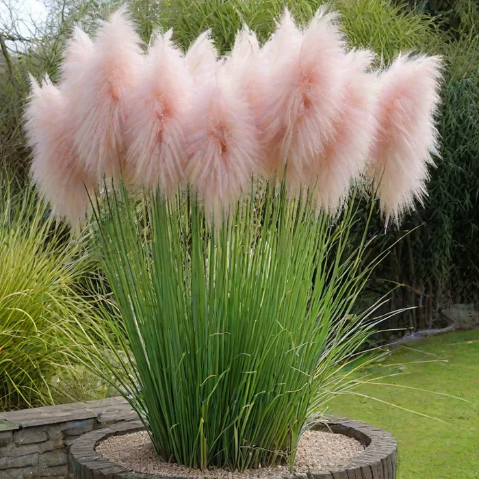 CORTADERIA 'Rosea' 17cm