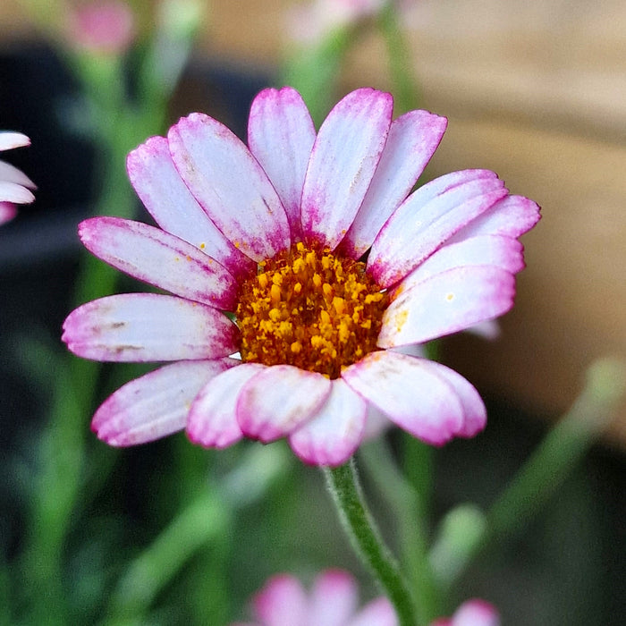 RHODANTHEMUM 'Marrakech' 3ltr