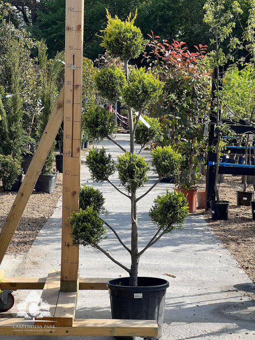 CUPRESSUS Leyl. Pom Pom 125-150