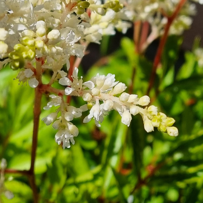 ASTILBE  'Astary White'