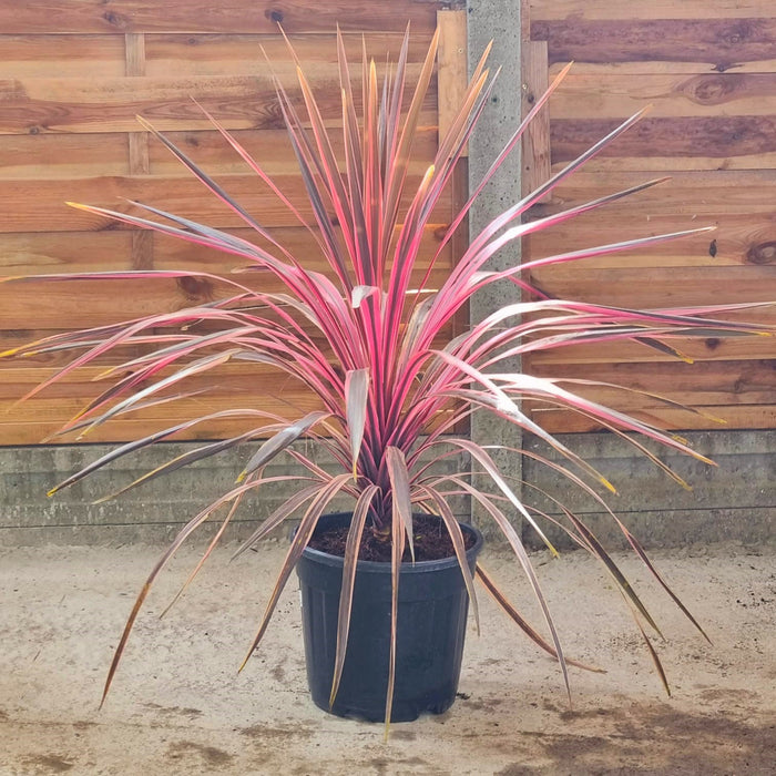 CORDYLINE  Southern Splendour