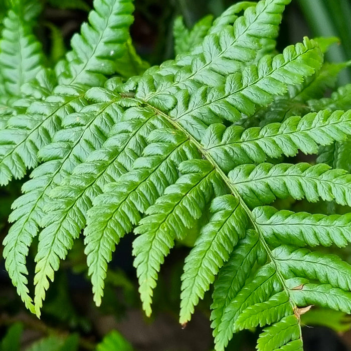 DRYOPTERIS affinis 3ltr