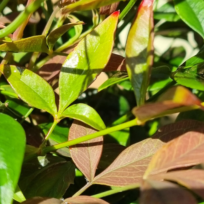 NANDINA dom Obsessed 17cm