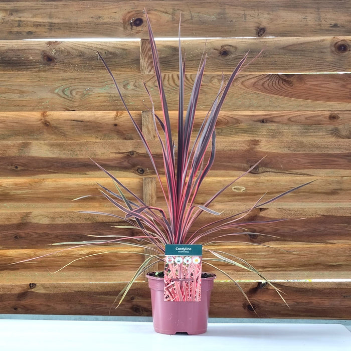 CORDYLINE Charlie Boy