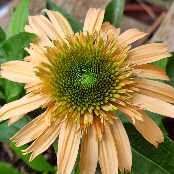 ECHINACEA Double Orange Red 2ltr