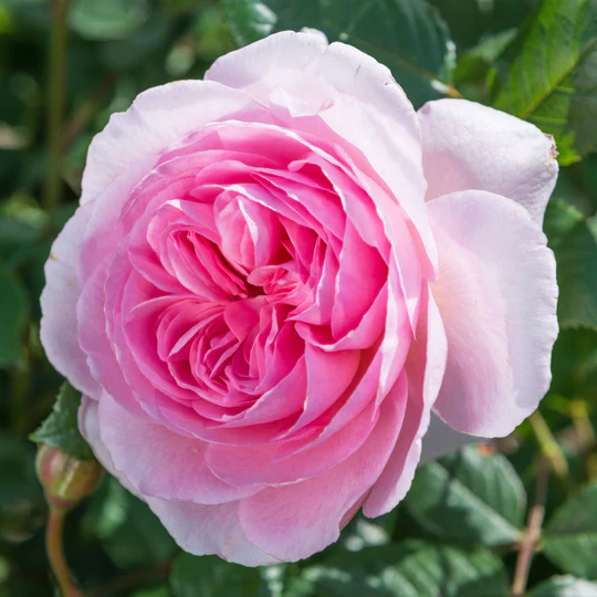 DAVID AUSTIN ROSES -  The Ancient Mariner