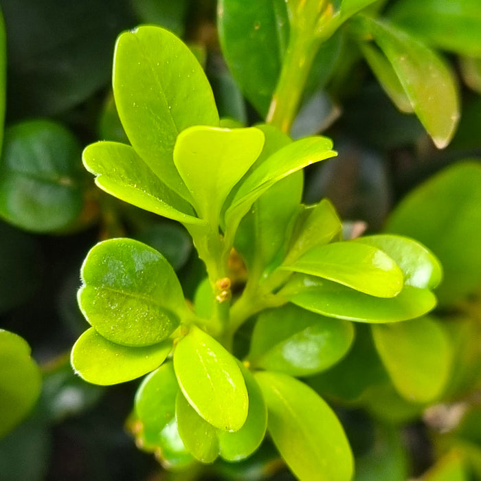 BUXUS sempervirens Bol Ø20 CM