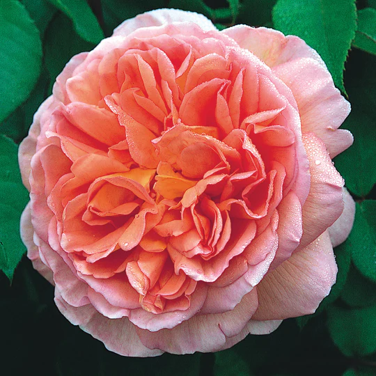 DAVID AUSTIN ROSES - Abraham Darby