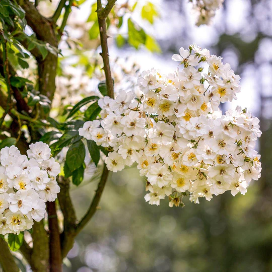 DAVID AUSTIN ROSES - Rambling Rector