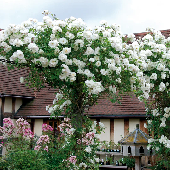 DAVID AUSTIN ROSES - Iceberg Climbing