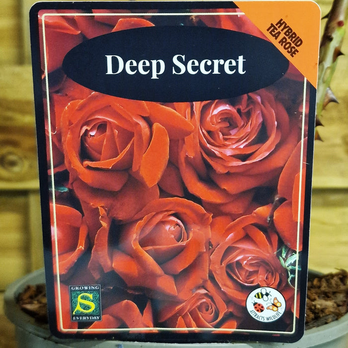 ROSE Deep Secret - Hybrid Tea 3ltr