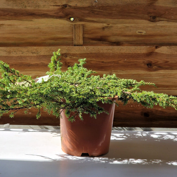 Juniperus Comm. Green Carpet 4.5L