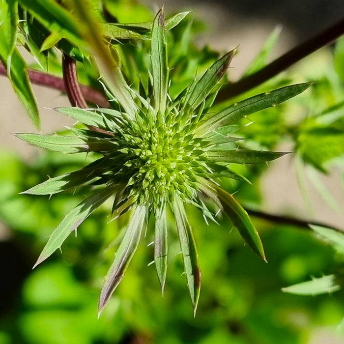 ERYNGIUM planum Blue Hobbit 3L