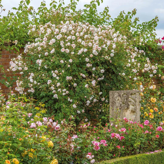 DAVID AUSTIN ROSES - The Albrighton Rambler