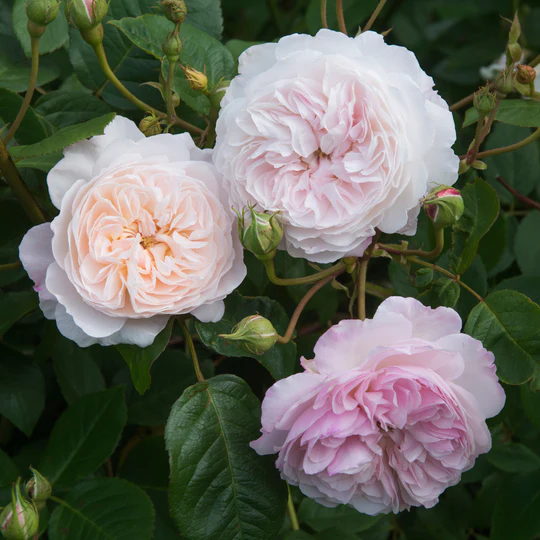 DAVID AUSTIN ROSES - The Albrighton Rambler